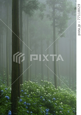 皆野町金沢地区浦山 霧のあじさい山 皆野町金沢地区浦山 霧のあじさい山 77118029