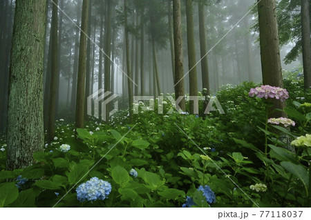 皆野町金沢地区浦山　霧のあじさい山 77118037