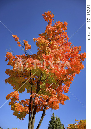 快晴の空に映える紅葉 快晴の空に映える紅葉 77118281