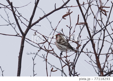 ベニヒワ 77118293