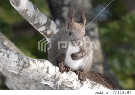 エゾリス エゾリス 77118297