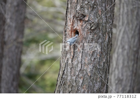 ゴジュウカラ ゴジュウカラ 77118312