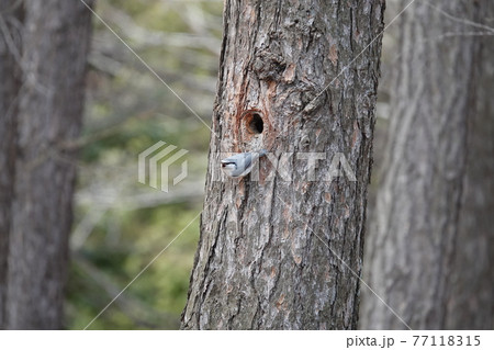 ゴジュウカラ 77118315