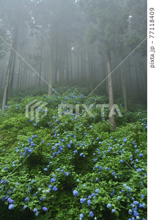 皆野町金沢地区浦山 霧のあじさい山 皆野町金沢地区浦山 霧のあじさい山 77118409