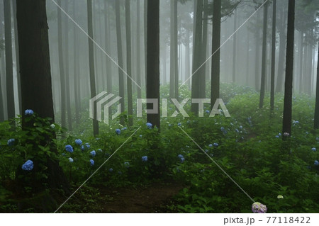 皆野町金沢地区浦山 霧のあじさい山 皆野町金沢地区浦山 霧のあじさい山 77118422
