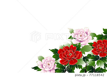 牡丹 白 蘭のイラスト素材