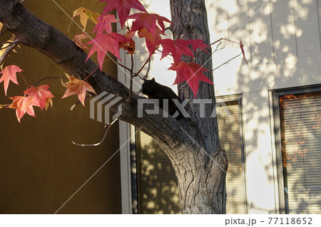 カリフォルニアの野生のリスが木を登っている写真 77118652