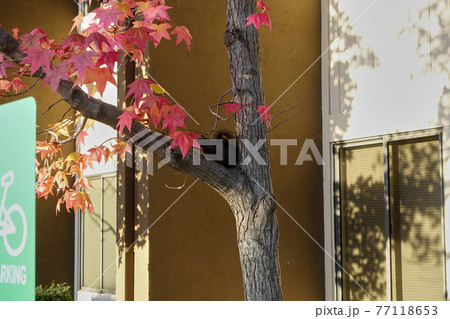 カリフォルニアの野生のリスが木を登っている写真 カリフォルニアの野生のリスが木を登っている写真 77118653