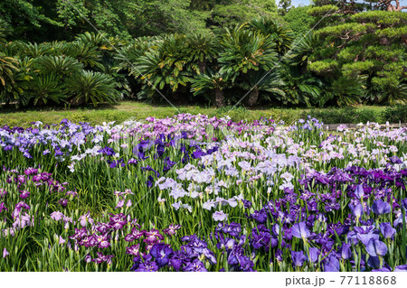 花菖蒲の咲く初夏の岡山後楽園「日本三名園」 77118868