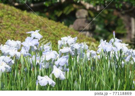 花菖蒲の咲く初夏の岡山後楽園「日本三名園」 花菖蒲の咲く初夏の岡山後楽園「日本三名園」 77118869