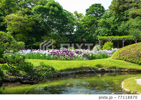 初夏の日本庭園に咲き誇る花菖蒲と静かな川の流れ「岡山後楽園」 初夏の日本庭園に咲き誇る花菖蒲と静かな川の流れ「岡山後楽園」 77118870