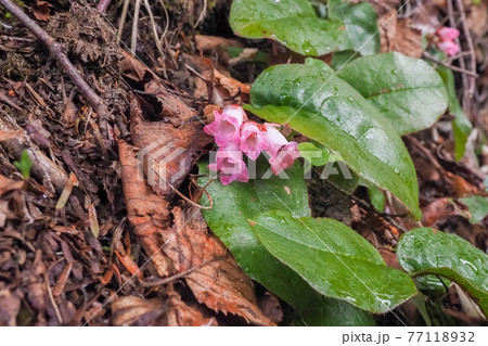 高原の木陰でひっそりと咲くイワナシの花 高原の木陰でひっそりと咲くイワナシの花 77118932
