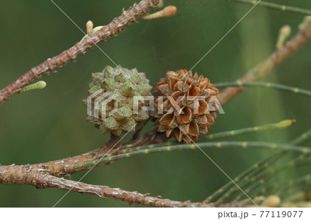 自然　植物　トクサバモクマオウ、若い果実と古い果実。松毬状ですが球果ではなく集合果です 77119077