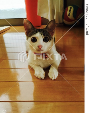 カメラ目線でお願いごとをする猫 カメラ目線でお願いごとをする猫 77119083