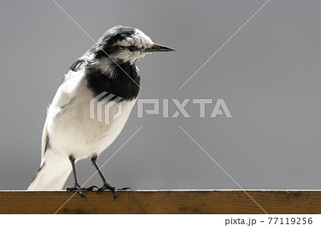 ハクセキレイ White Wagtail ハクセキレイ White Wagtail 77119256