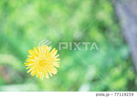 休日のお散歩で道端のタンポポ 77119259
