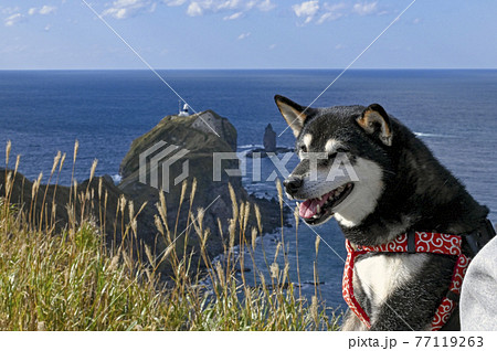 黒柴と青空に映える秋の神威岬 北海道の写真素材