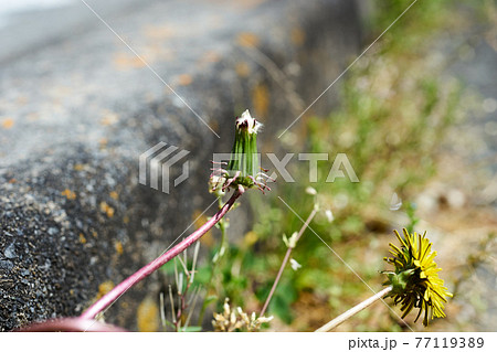 タンポポ・枯れた花・初夏・マクロ 77119389