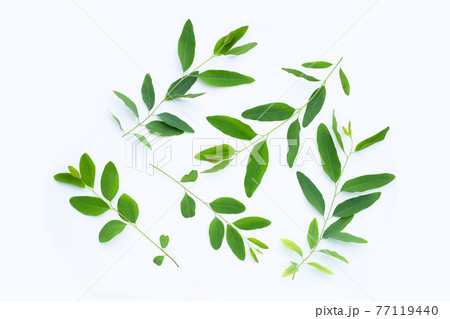 Eucalyptus leaves on white Eucalyptus leaves on white 77119440
