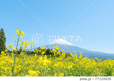 菜の花と富士山 菜の花と富士山 77120026