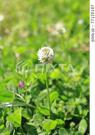 2種類の草花 シロツメクサに巻き付いたヤハズエンドウ の写真素材