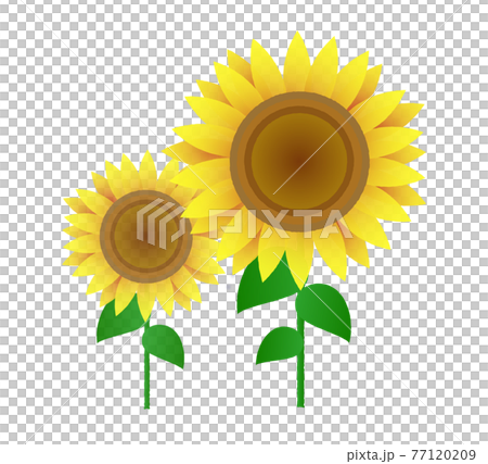 ひまわりイラストのイラスト素材 7719