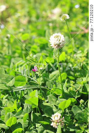 2種類の草花 シロツメクサに巻き付いたヤハズエンドウ の写真素材