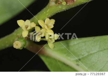 自然　植物　カンコノキ、雌雄異株又は異花。この木には賑やかな雄花と地味な雌花（左下）が咲いています 77120367