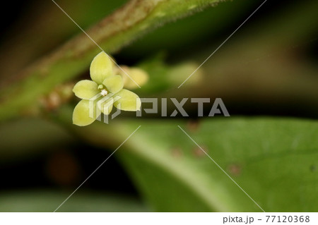 自然 植物 カンコノキ、雄花。長めの花柄の先につき、花弁は無く六枚の萼片に囲まれています 自然 植物 カンコノキ、雄花。長めの花柄の先につき、花弁は無く六枚の萼片に囲まれています 77120368