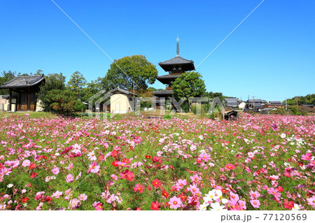 法起寺　三重塔と満開のコスモス畑 77120569