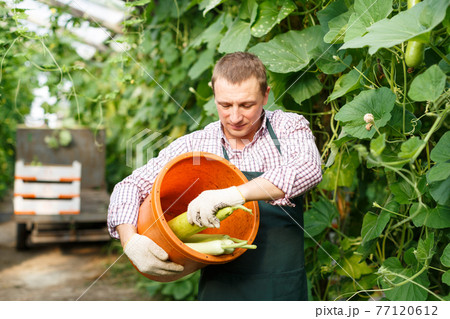 Worker harvesting fresh squash Worker harvesting fresh squash 77120612