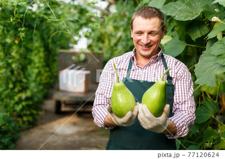 Worker holding harvest of zucchini Worker holding harvest of zucchini 77120624