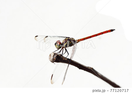 Asiatic Blood Tail dragonfly (Lathrecista asiatica asiatica) with big red eye on white background	 77120717