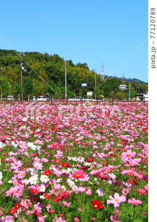 斑鳩の里 満開のコスモスの花 斑鳩の里 満開のコスモスの花 77120789