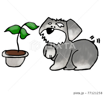 観葉植物に話しかけるシュナウザー犬のイラスト素材