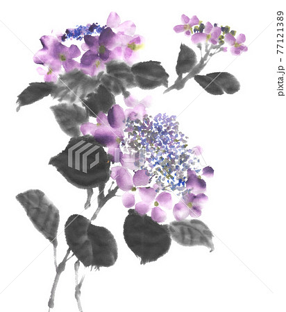 額紫陽花 77121389