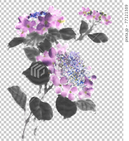 額紫陽花 77121389