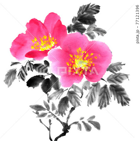 ハマナス ハマナス 77121396