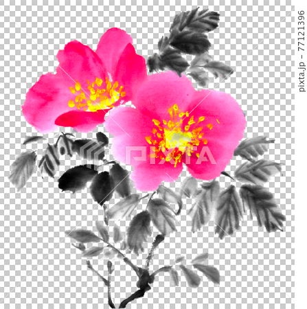 ハマナス ハマナス 77121396