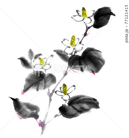 ドクダミのイラスト素材