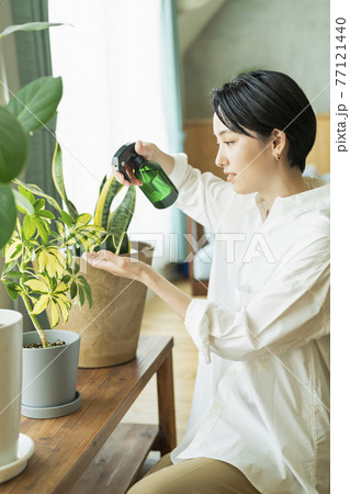 出勤前に観葉植物に水をやる女性 77121440