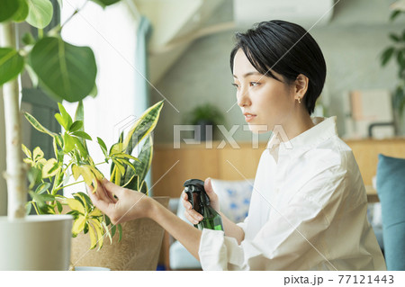 出勤前に観葉植物に水をやる女性 出勤前に観葉植物に水をやる女性 77121443
