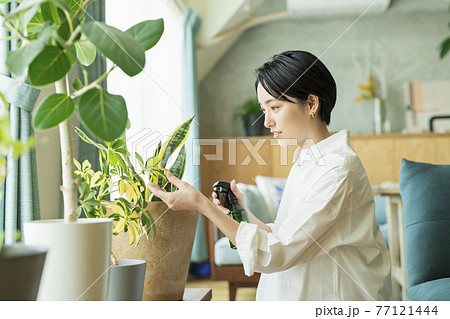 出勤前に観葉植物に水をやる女性 出勤前に観葉植物に水をやる女性 77121444