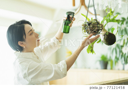 出勤前に観葉植物に水をやる女性 77121458