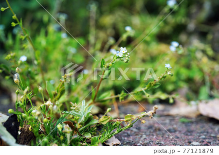 キュウリグサ 77121879