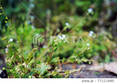 キュウリグサ キュウリグサ 77121880