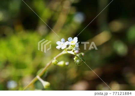 キュウリグサ 77121884