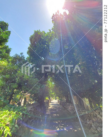 石垣島　白保地区　ふくぎ並木 77122212