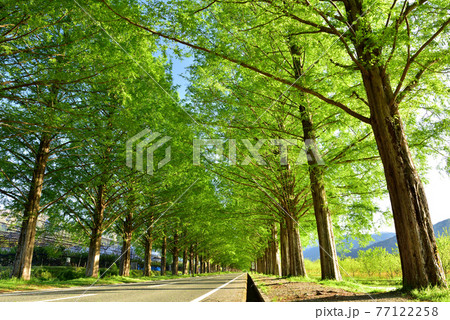 新緑のメタセコイア並木 新緑のメタセコイア並木 77122258