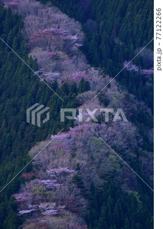 なめご谷の桜 77122266